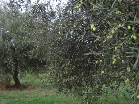 masseria 039
